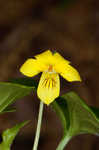 Downy yellow violet